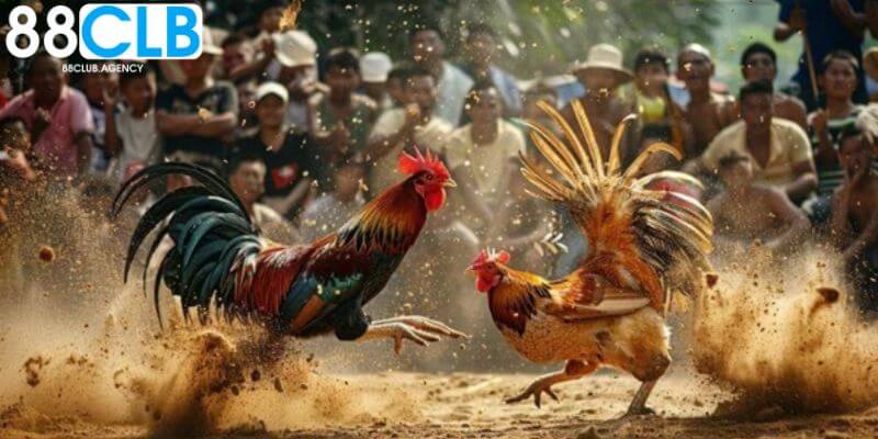 Trình tự tham gia đá gà trực tuyến 889CLUB tại website