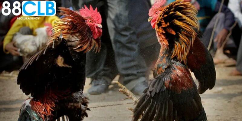 Đá gà 889CLUB và giới thiệu tổng quan